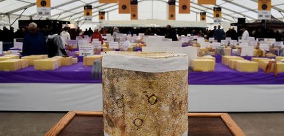 Close-up of a large truckle of cheese on a competition table.