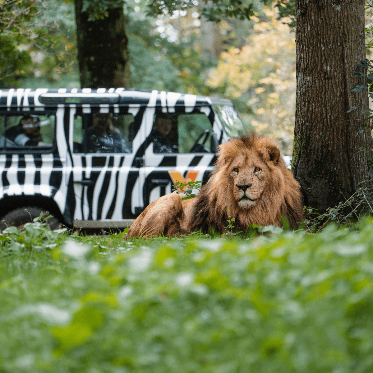 Longleat-Lion-1