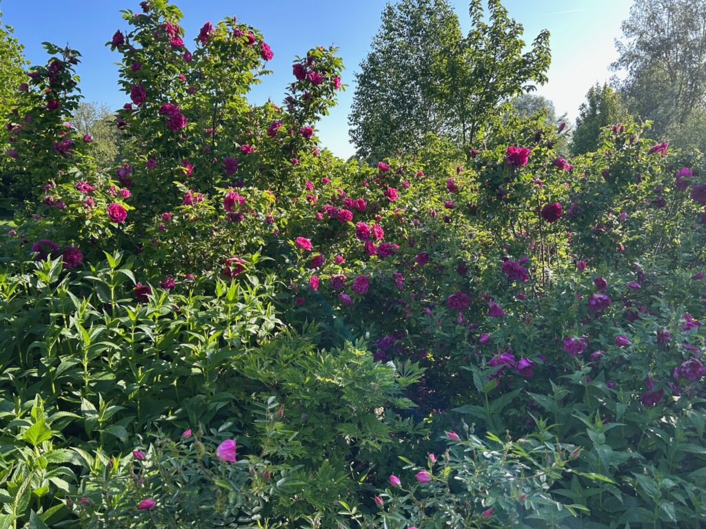 Houghton Lodge and Gardens