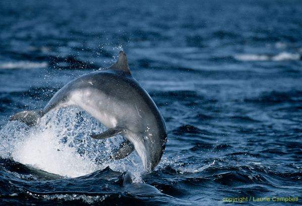 bottlenoseddolphin4a