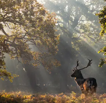 Misty woodland with sunlight streaming through bare autumn trees